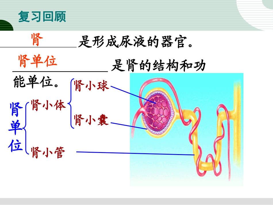 《人体废物的排出》PPT课件[苏教版七年级生物下册]_第3页