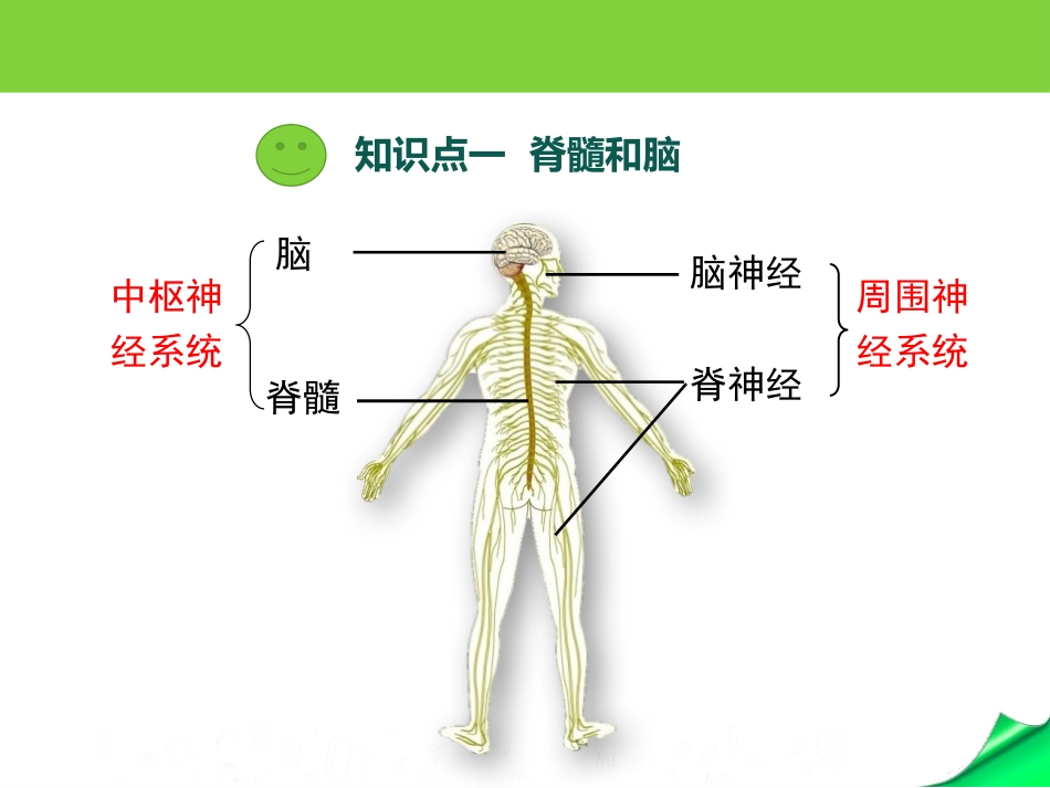 《人体的神经调节》PPT课件[苏教版七年级生物下册]_第3页