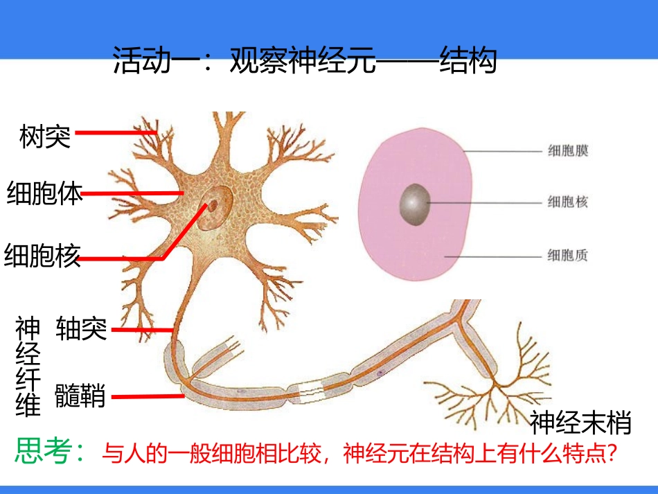 《人体的神经调节》PPT教学课件[苏教版七年级生物下册]_第3页