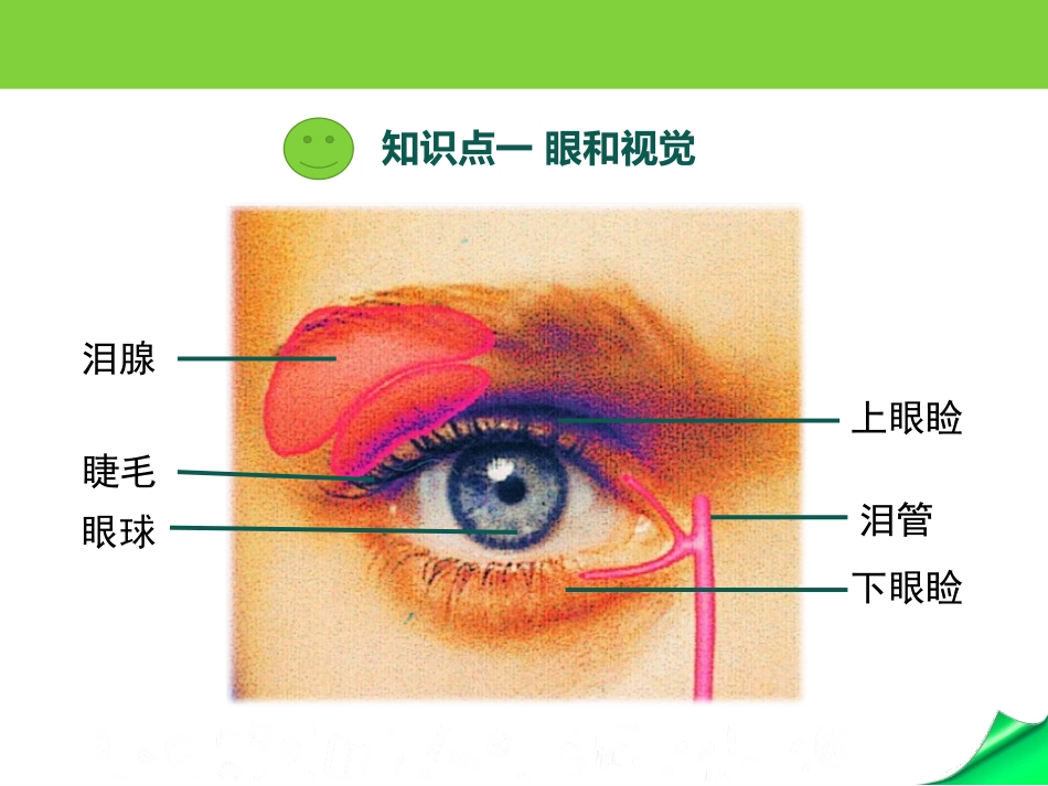 《人体的感知信息》PPT课件[苏教版七年级生物下册]_第3页