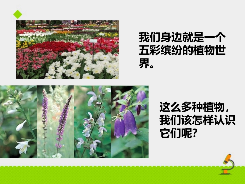 《五彩缤纷的植物世界》PPT教学课件[苏教版八年级生物上册]_第1页