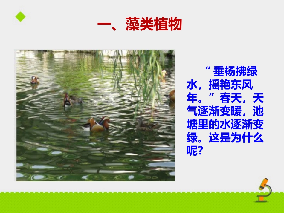 《五彩缤纷的植物世界》PPT教学课件[苏教版八年级生物上册]_第2页