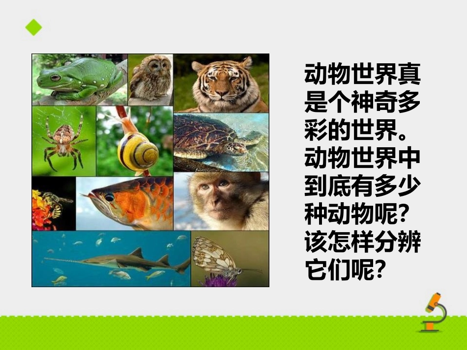 《千姿百态的动物世界》PPT课件[苏教版八年级生物上册]_第1页