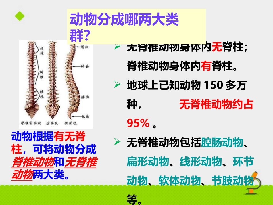 《千姿百态的动物世界》PPT课件[苏教版八年级生物上册]_第2页