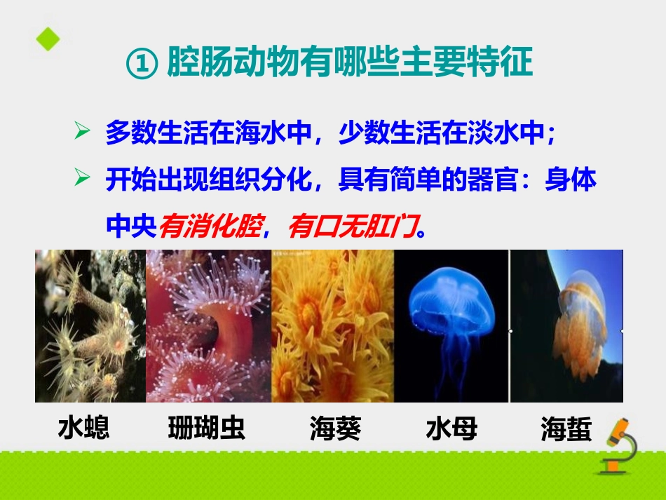 《千姿百态的动物世界》PPT课件[苏教版八年级生物上册]_第3页