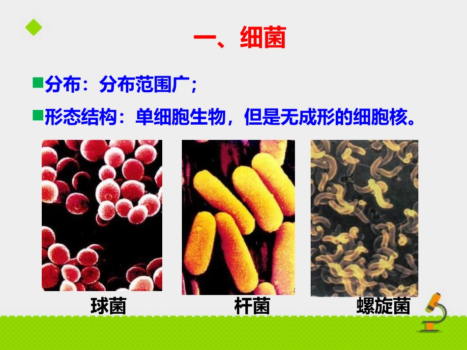 《神奇的微生物》PPT课件[苏教版八年级生物上册]_第3页
