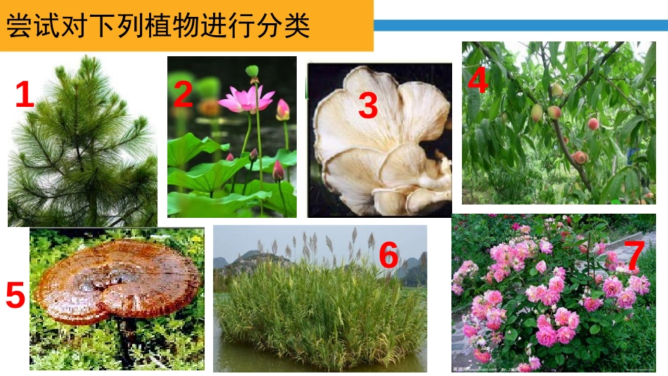 《生物的分类》PPT教学课件[苏教版八年级生物上册]_第3页
