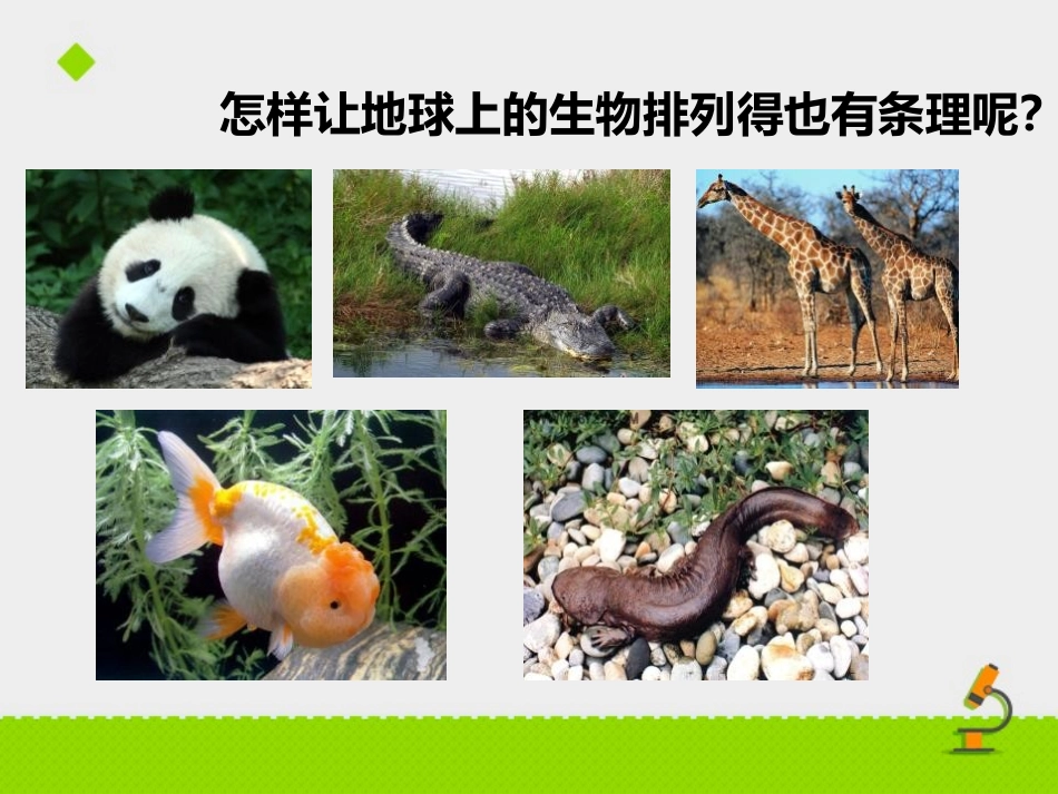《生物的分类》PPT优质课件[苏教版八年级生物上册]_第3页