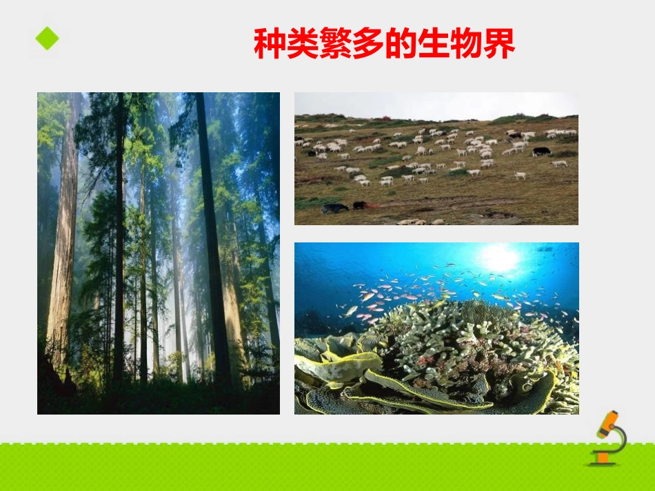 《生命的诞生》PPT教学课件[苏教版八年级生物上册]_第2页