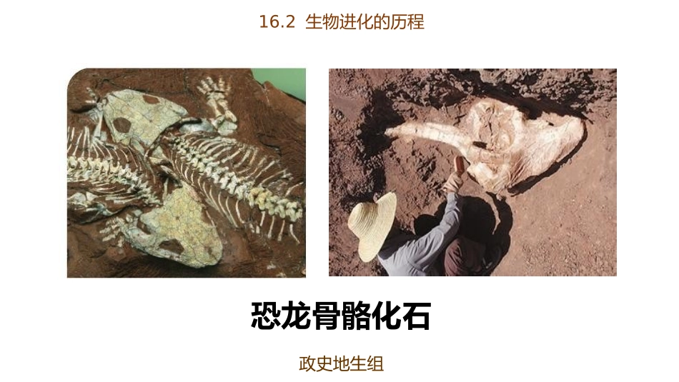 《生物进化的历程》PPT教学课件[苏教版八年级生物上册]_第2页