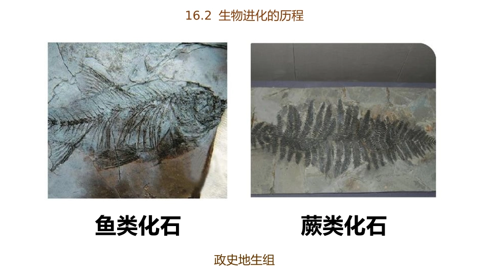 《生物进化的历程》PPT教学课件[苏教版八年级生物上册]_第3页