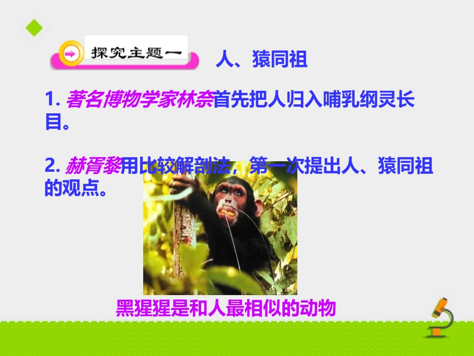 《人类的起源和进化》PPT优秀课件[苏教版八年级生物上册]_第3页