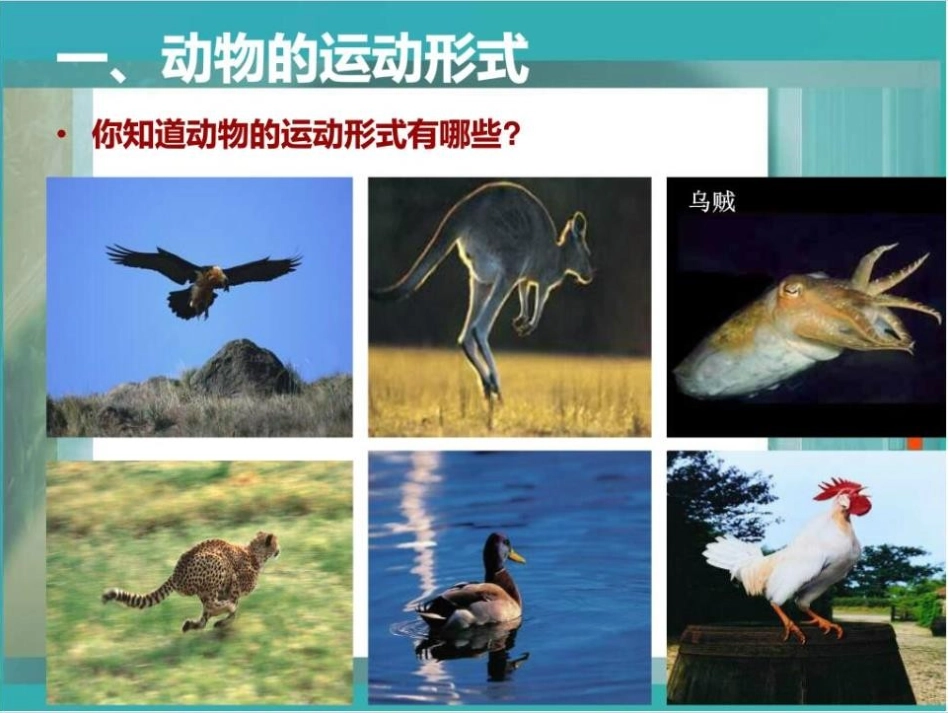 《动物运动的形式和能量供应》PPT课件[苏教版八年级生物]_第3页