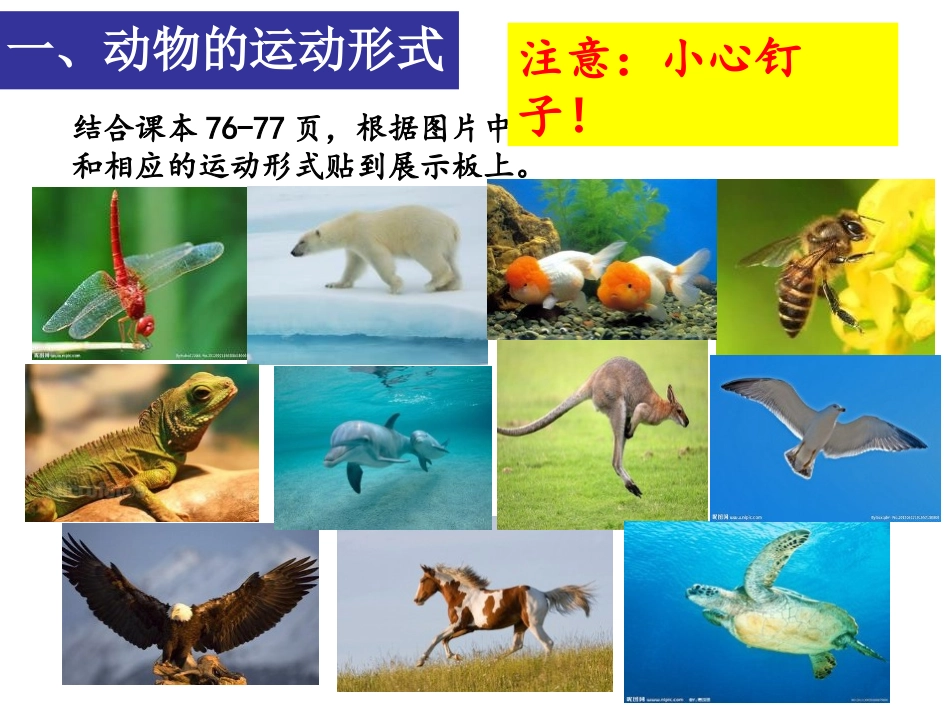 《动物运动的形式和能量供应》PPT课件[苏教版八年级生物]_第3页