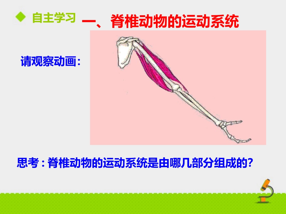 《动物的运动依赖一定的结构》PPT课件[苏教版八年级生物]_第3页