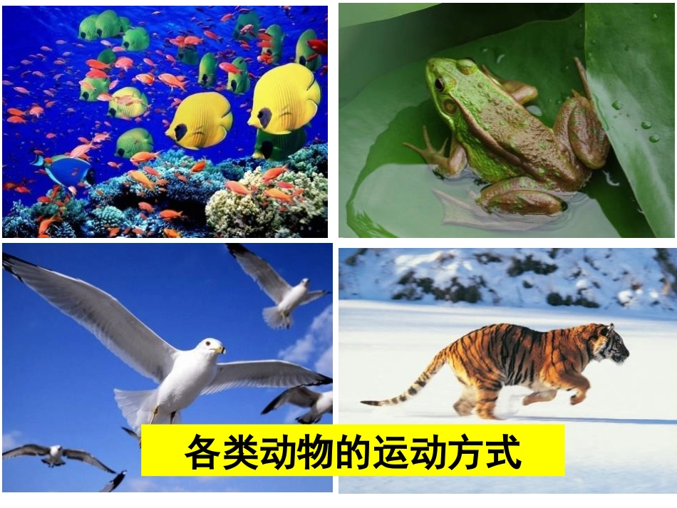 《动物的运动依赖一定的结构》PPT教学课件[苏教版八年级生物]_第2页