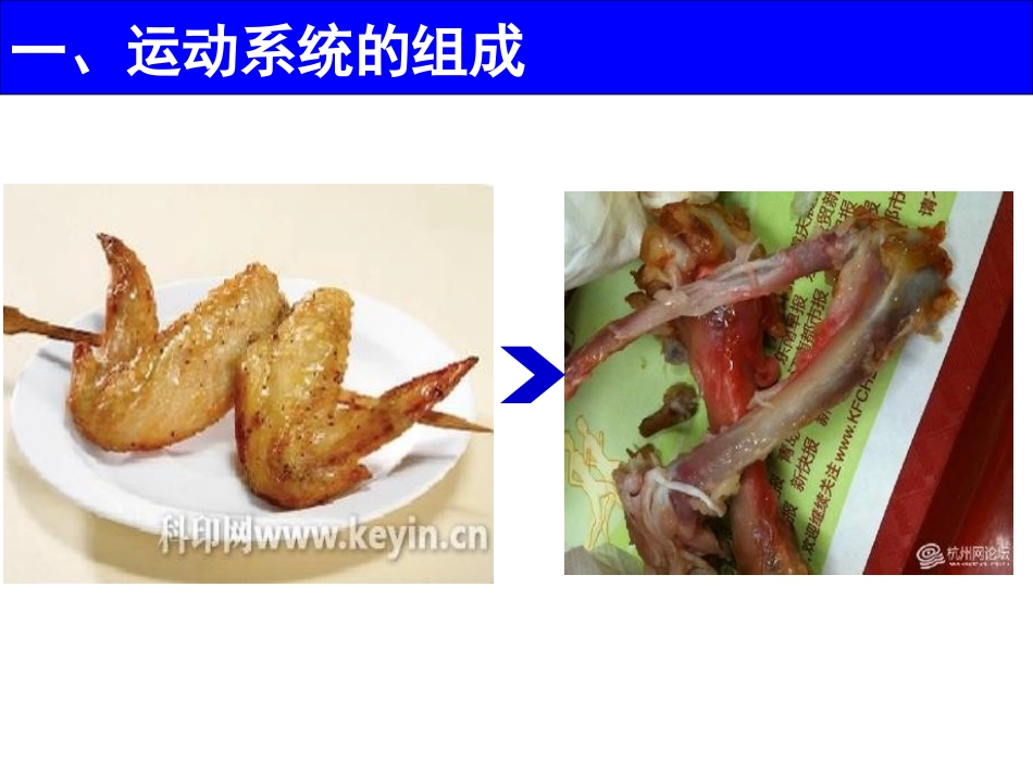 《动物的运动依赖一定的结构》PPT教学课件[苏教版八年级生物]_第3页