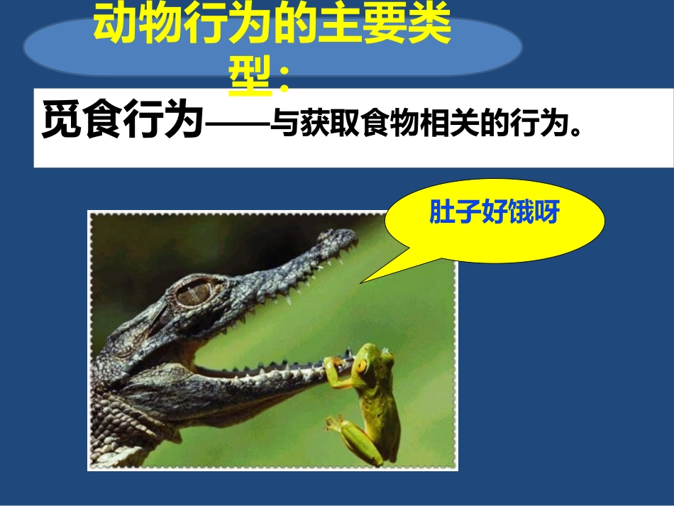 《动物行为的主要类型》PPT课件[苏教版八年级生物上册]_第3页