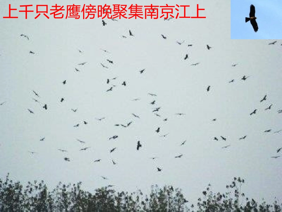 《动物行为的生理基础》PPT课件[苏教版八年级生物上册]_第2页