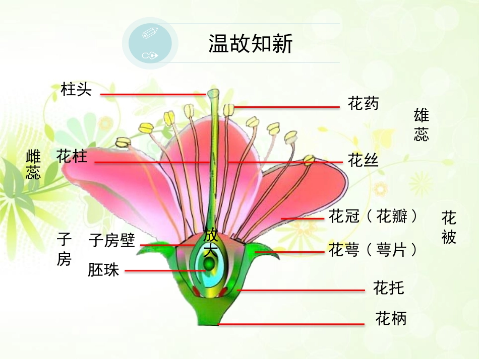 《植物的有性生殖》PPT教学课件[苏教版八年级生物下册]_第2页
