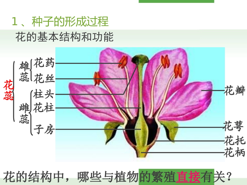 《植物的有性生殖》PPT课件[苏教版八年级生物下册]_第3页