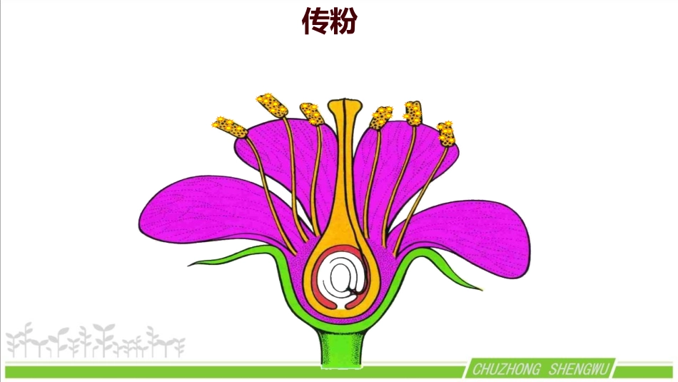 《植物的有性生殖》PPT优质课件[苏教版八年级生物下册]_第3页