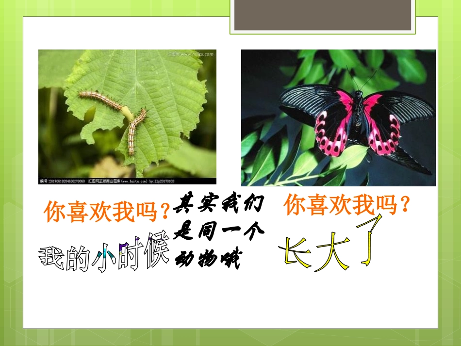 《昆虫的生殖与发育》PPT教学课件[苏教版八年级生物下册]_第3页