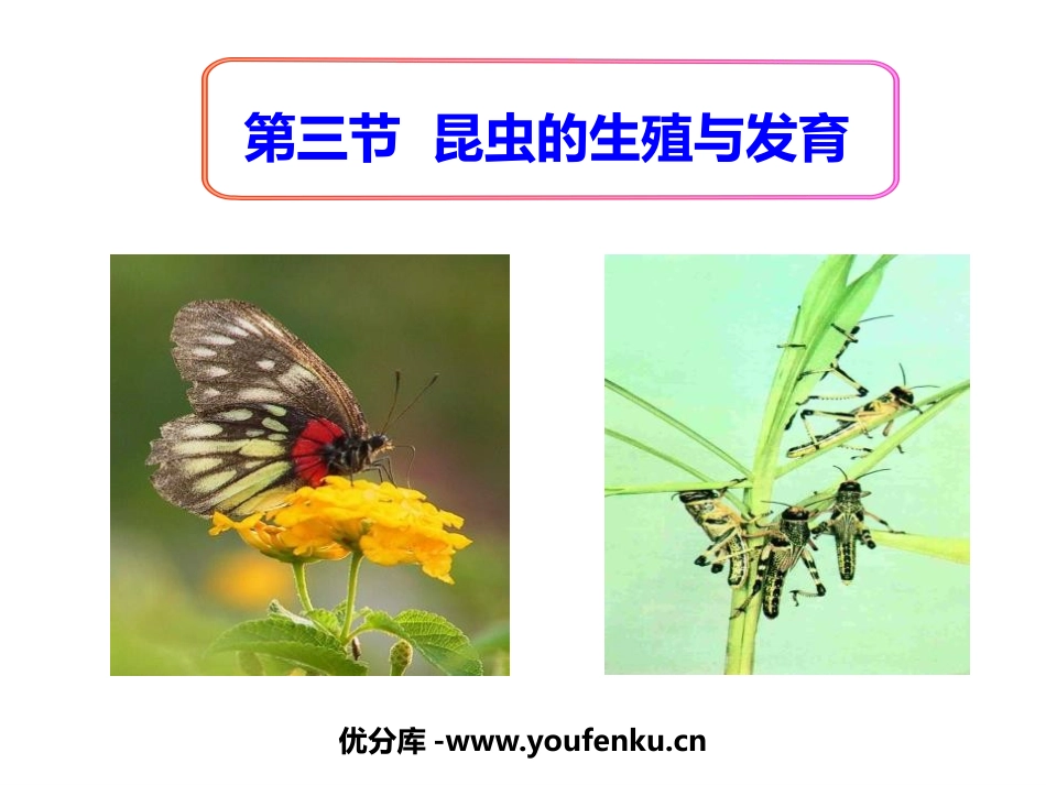 《昆虫的生殖与发育》PPT课件[苏教版八年级生物下册]_第1页