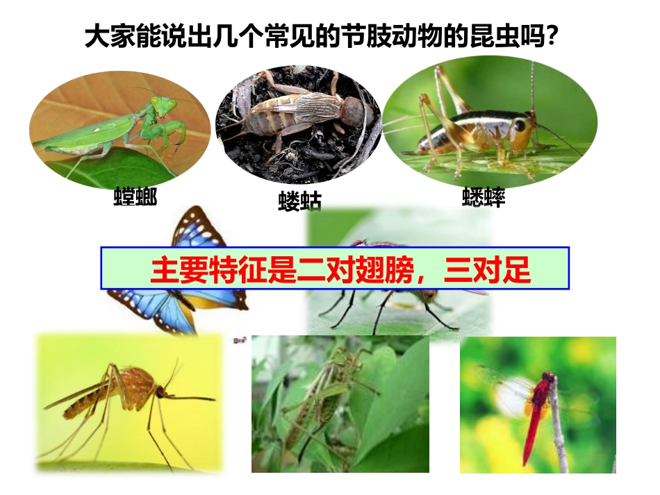 《昆虫的生殖与发育》PPT课件[苏教版八年级生物下册]_第2页