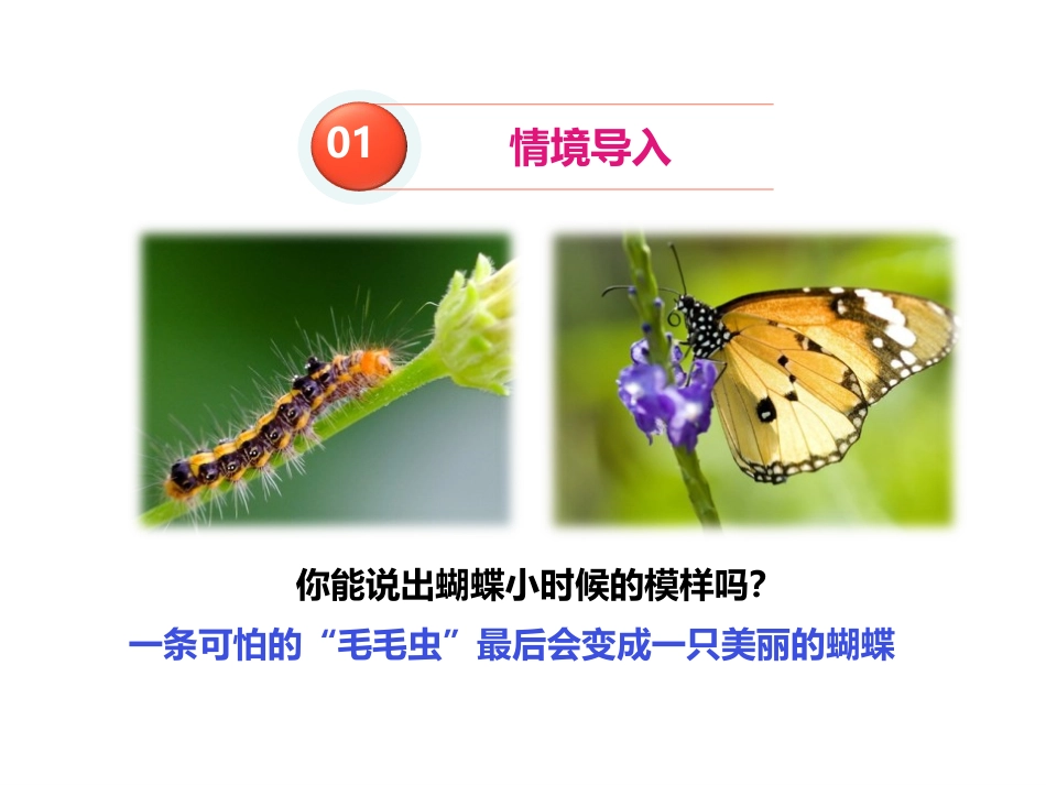 《昆虫的生殖与发育》PPT课件[苏教版八年级生物下册]_第3页