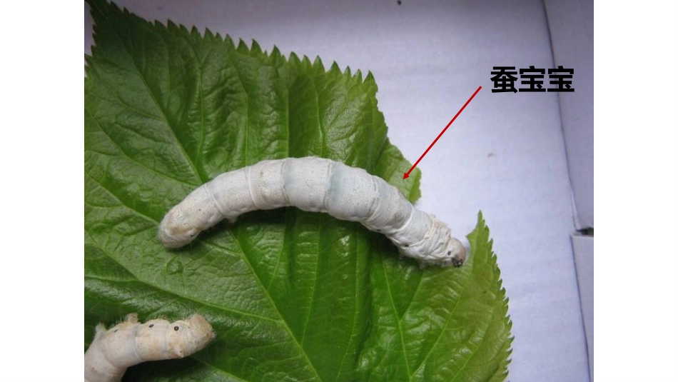 《昆虫的生殖与发育》PPT免费课件[苏教版八年级生物下册]_第3页