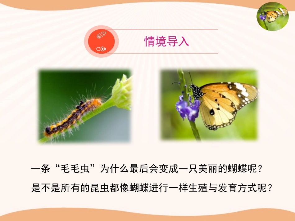 《昆虫的生殖与发育》PPT优质课件[苏教版八年级生物下册]_第2页