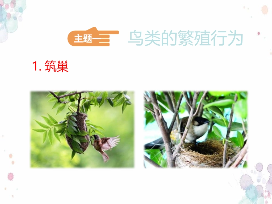 《鸟类的生殖与发育》PPT教学课件[苏教版八年级生物下册]_第3页