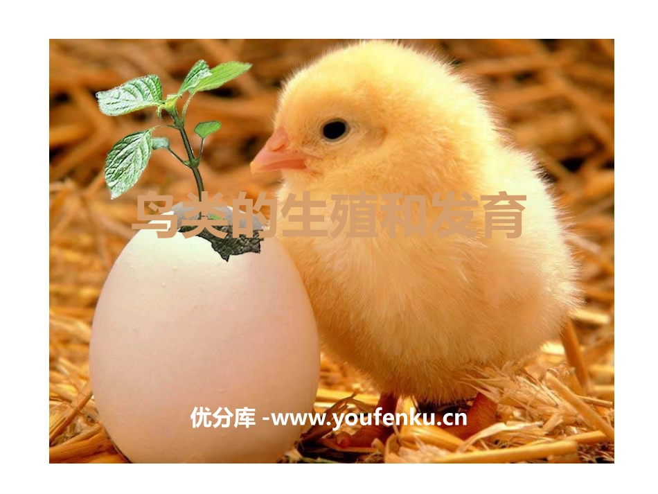 《鸟类的生殖与发育》PPT课件[苏教版八年级生物下册]_第1页