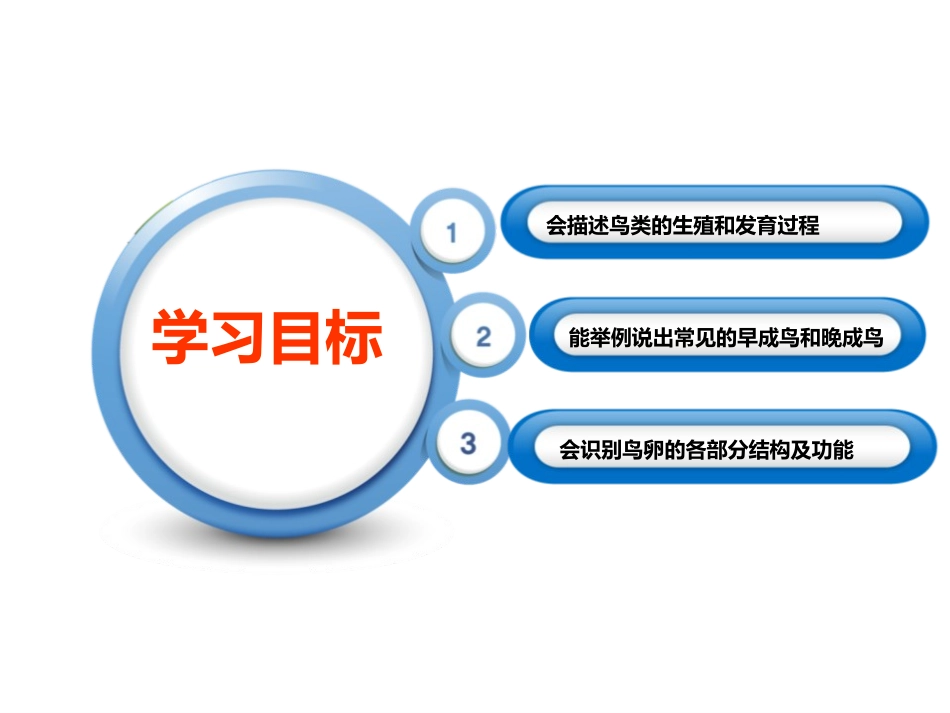 《鸟类的生殖与发育》PPT课件[苏教版八年级生物下册]_第2页