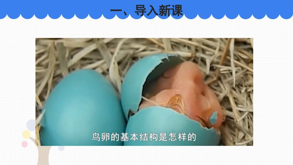 《鸟类的生殖与发育》PPT免费课件[苏教版八年级生物下册]_第2页