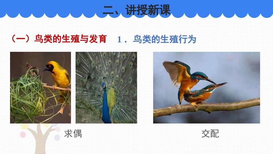 《鸟类的生殖与发育》PPT免费课件[苏教版八年级生物下册]_第3页