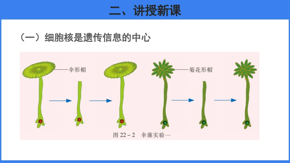 《DNA是主要的遗传物质》PPT课件[苏教版八年级生物下册]_第3页