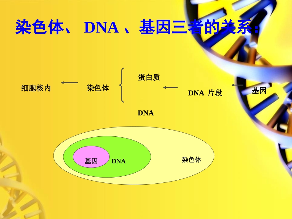 《人的性状和遗传》PPT教学课件[苏教版八年级生物下册]_第2页