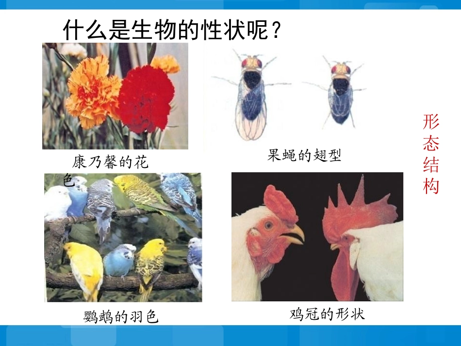 《人的性状和遗传》PPT课件[苏教版八年级生物下册]_第2页
