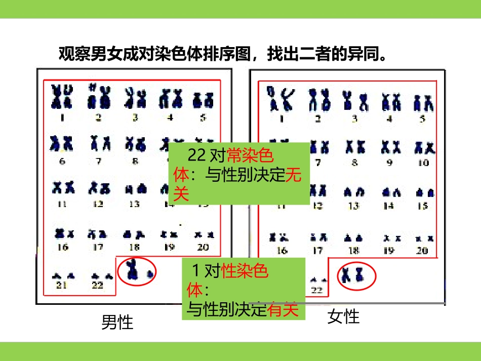 《人的性别选择》PPT课件[苏教版八年级生物下册]_第3页