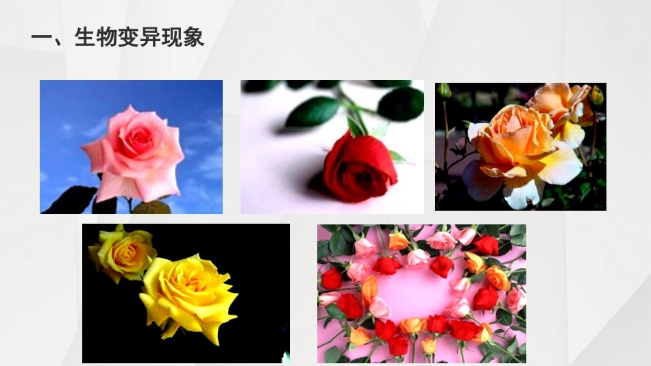 《生物的变异》PPT免费课件[苏教版八年级生物下册]_第2页