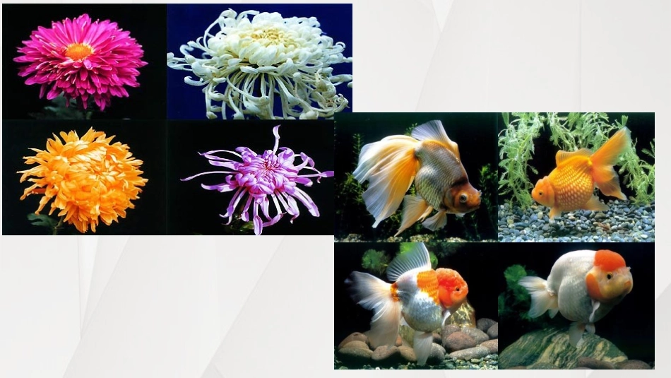 《生物的变异》PPT免费课件[苏教版八年级生物下册]_第3页