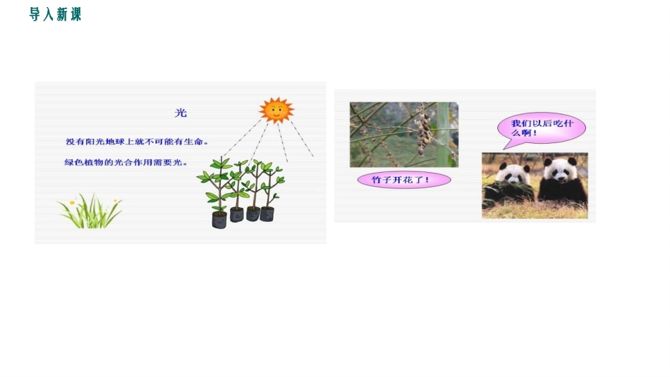 《生物与环境的相互影响》PPT教学课件[北师大版七年级生物]_第2页