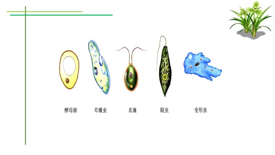 《细胞是生命活动的单位》PPT教学课件[北师大版七年级生物]_第3页