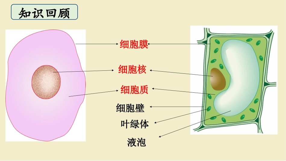 《细胞是生命活动的单位》PPT课件[北师大版七年级生物上册]_第3页