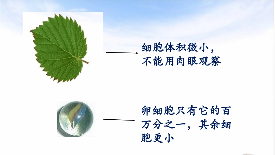 《细胞通过分裂而增殖》PPT课件[北师大版七年级生物上册]_第3页