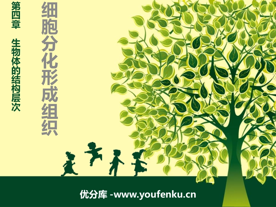《细胞分化形成组织》PPT教学课件[北师大版七年级生物上册]_第1页