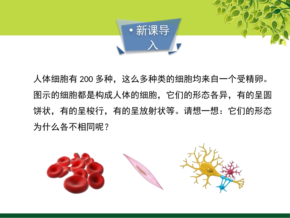 《细胞分化形成组织》PPT教学课件[北师大版七年级生物上册]_第3页