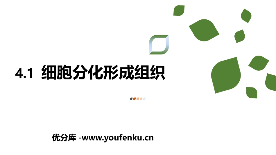 《细胞分化形成组织》PPT课件[北师大版七年级生物上册]_第1页